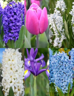 Menu Cool And Calm Blue Collection