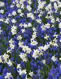 Menu Bells And Blue Duo Collection