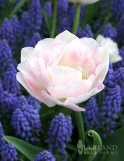 Menu Sweet As Angels Duo Collection