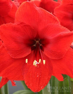 Menu Giant Red Lion Amaryllis Kit