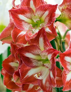 Menu Giant Minerva Amaryllis Kit