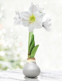 Menu Warm Wishes Waxed Amaryllis