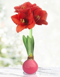 Menu Pink Waxed Amaryllis