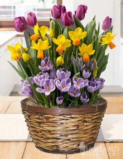 Menu Royalty Potted Bulb Garden