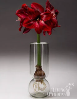 Menu Diva In Bloom Potted Bulb Garden