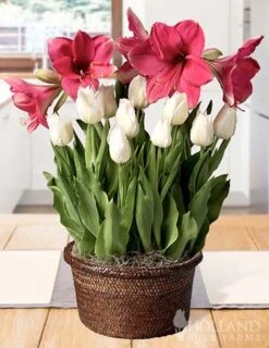 Menu Milady Potted Bulb Garden