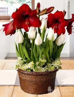 Menu Miraculous Moment Potted Bulb Garden