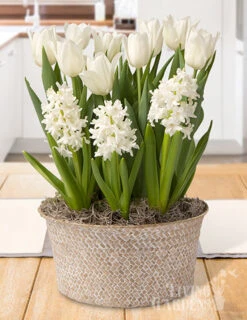 Menu Vanilla Dream Potted Bulb Garden