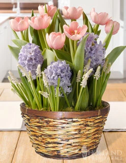 Menu Cotton Candy Dreams Potted Bulb Garden